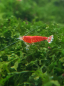 Preview: Pure Red Crystal Garnele